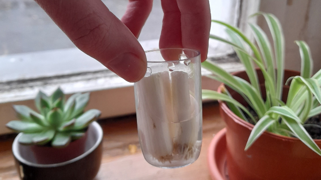 You can start regrowing green onions in a small plastic cup.