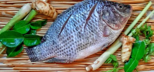 why you should never eat tilapia