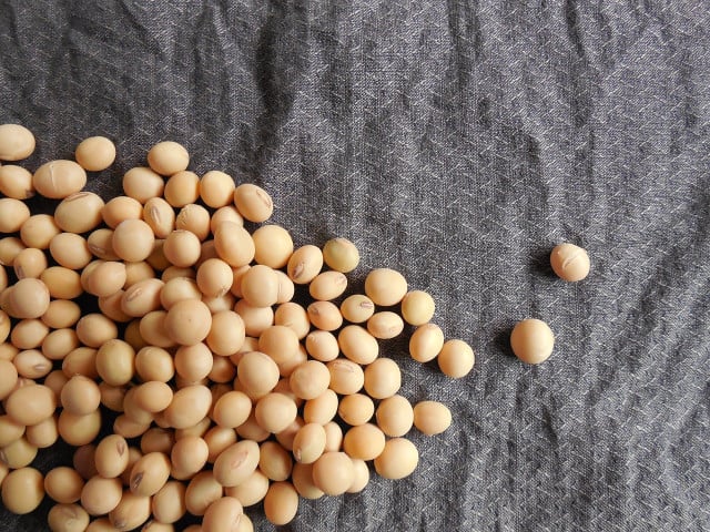 Soybeans are soaked for up to fourteen hours.