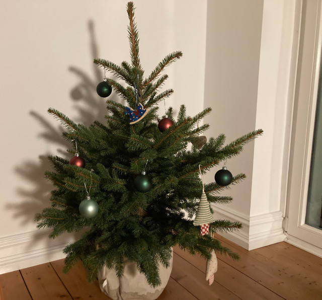 Is Renting a Christmas Tree More Sustainable? Utopia