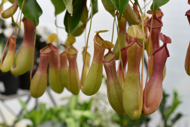 Much like Venus flytraps, tropical pitcher plants are carnivorous plants. 