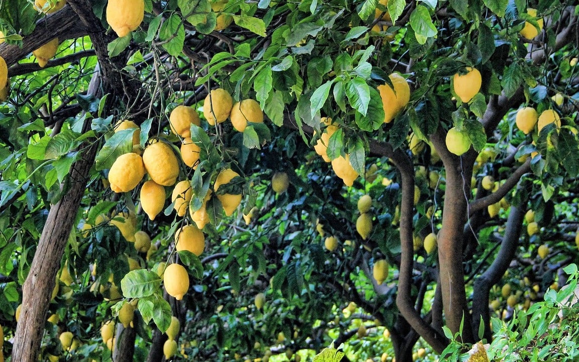 lemon tree images