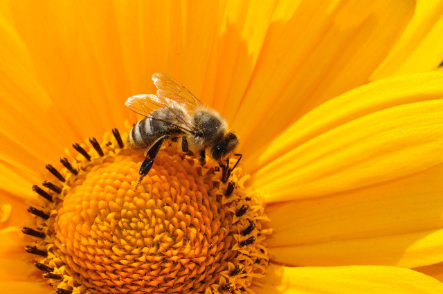 The queen bee is the only animal that hibernates in winter when it comes to bumblebees. 
