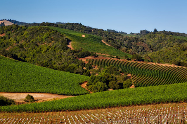 Explore the beautiful Napa Valley by train.