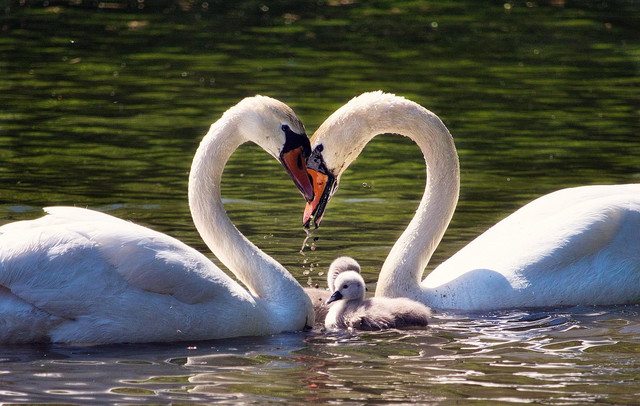 Swans mate for life but can get "divorced" if their nesting attempt fails.