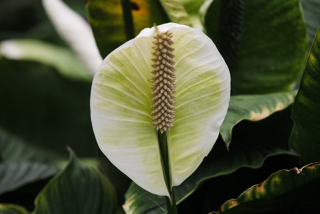 Peace lily is also commonly known as white sails or spathe flower.