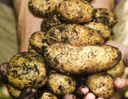 how to grow potatoes in a bucket