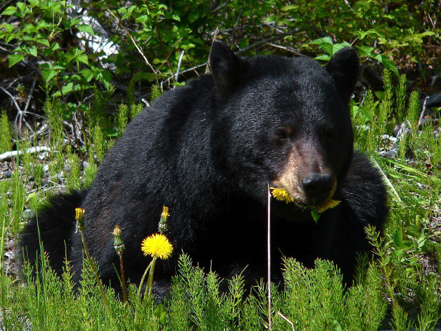 Black bears are a common sight in the wilds of Canada.