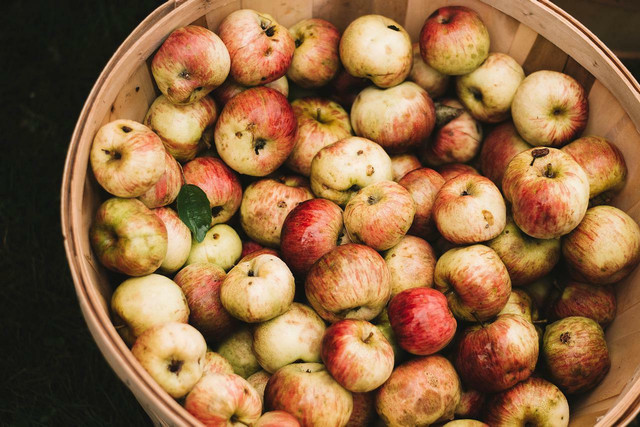 Gather local/organic apples to make the best spiced apple cider.