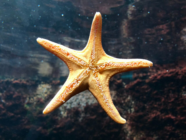 Starfish mouths are in the center of their body.