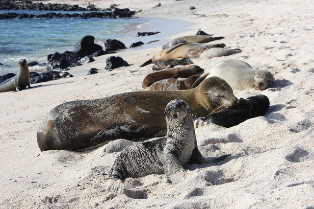 The Galápagos sea lion is in particular endangered due to the El Niño weather phenomenon, and exposure to human influences. 