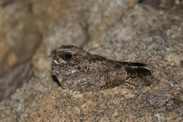 The common poorwill is the only bird known to go into a state of torpor.