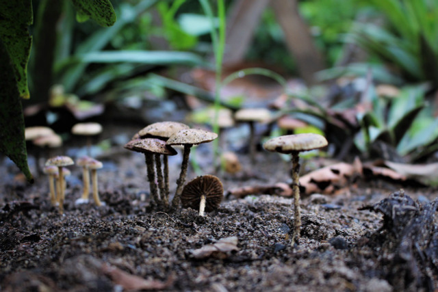 Mushrooms create a healthy soil.