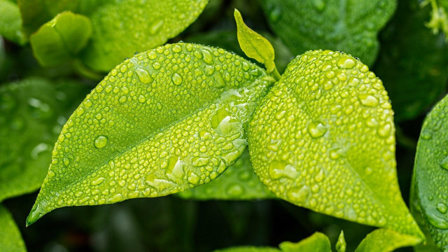 signs of overwatering plants
