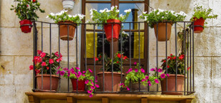 plants for balcony