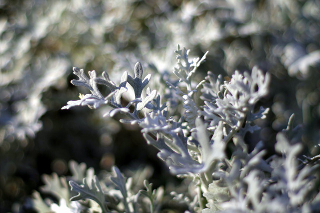 Wormwood has traditionally been used in holistic medicine, but also happens to be a plant that repels flies. 