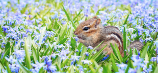 how to get rid of chipmunks