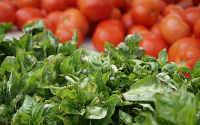 Basil plant care watering 