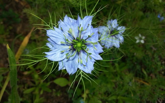 black cumin seed oil nigella sativa flower