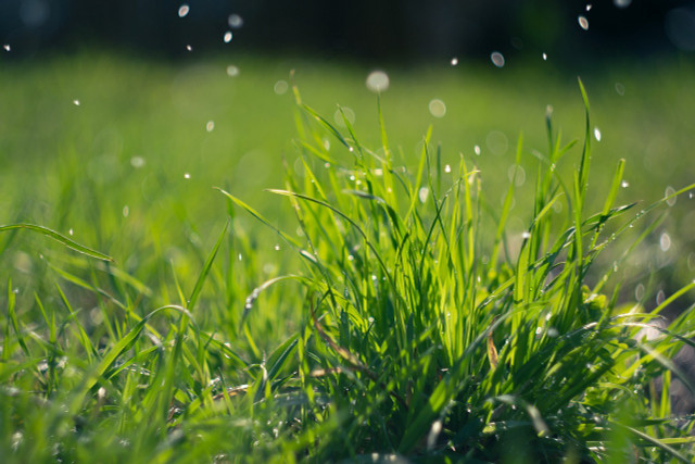 Longer grass is able to absorb more sunlight.