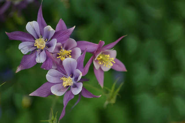 Columbine comes in several colors, all of which are toxic. 