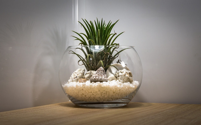Air plants can be kept in glass aeriums if you care for them properly.