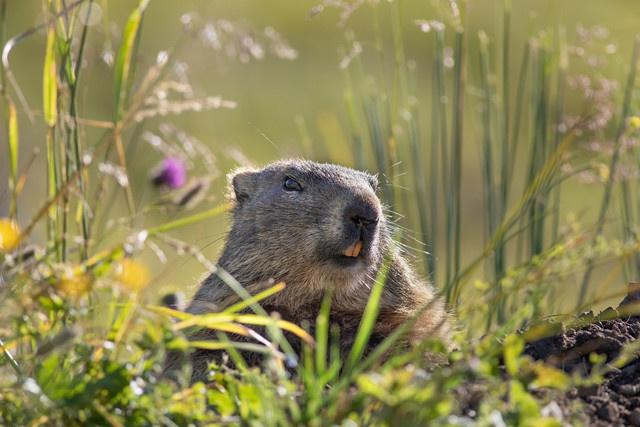 These animals that hibernate are the largest species in the squirrel family and besides groundhogs or woodchucks, people call them whistle-pigs or land-beavers sometimes.