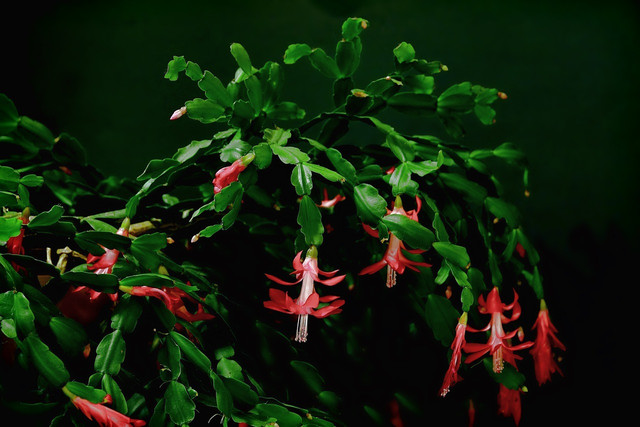 If the blooms have started to wilt, it may be time to repot your christmas cactus.