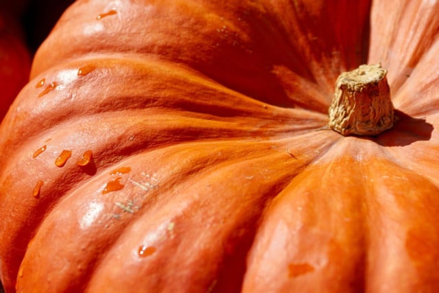 Grow your own pumpkin patch.