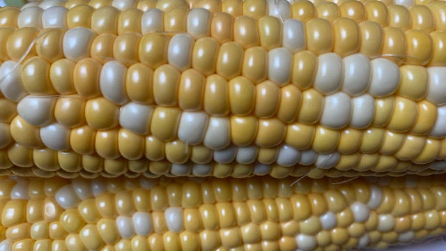 how to freeze corn on the cob