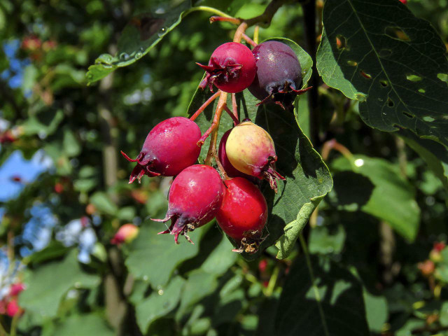 The juneberry fruit starts out green, but gradually turns red before finally turning dark purple.