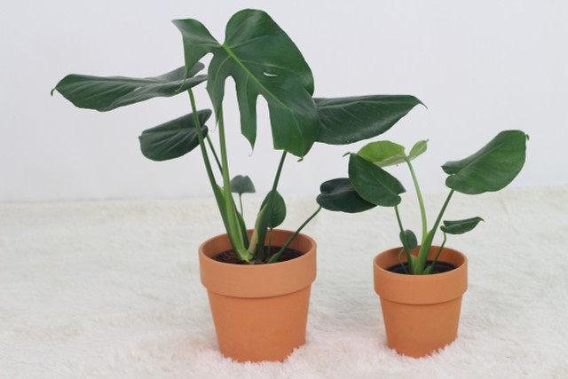Overwatered your Monstera? Keep your Monstera in tip top shape by following our tips below.