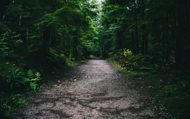 Soak up the moody atmosphere of this forest trail. 