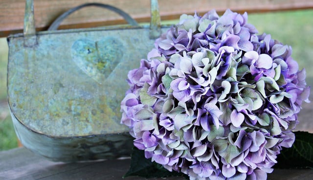 Look out for these signs you've been overwatering your hydrangea.