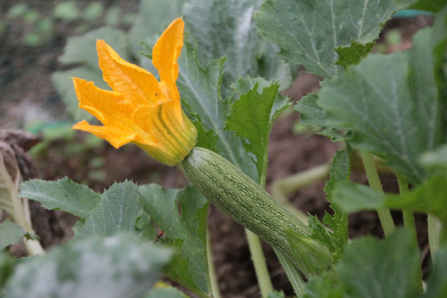 The blossoms of zucchini plants are edible as well. 