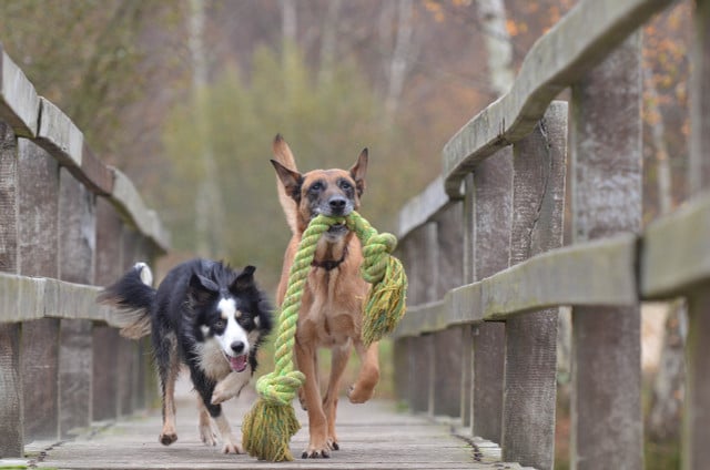 Private dog parks are gaining popularity across the US.