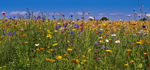 No Mow May benefits of letting grass grow long