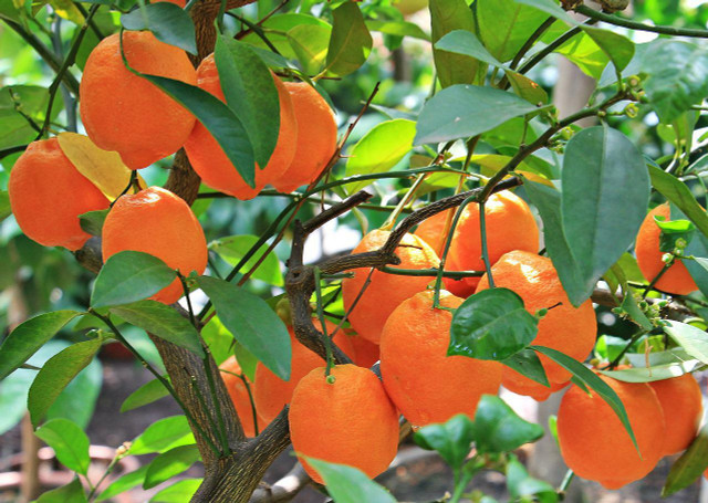 Orange trees are easy to grow indoors.