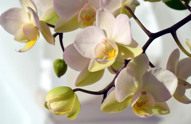 Orchids thrive well indoors, but need some specific things to thrive well.