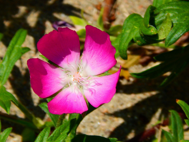 Winecups are a bloom that loves the sun.