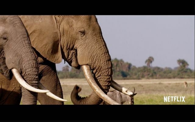 The Ivory Game” provides an in-depth look into the worldwide illegal ivory trade.