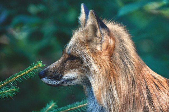 As undomesticated, wild animals, foxes thrive best when in their natural habitat, with an endless area to roam, and their omnivorous diet to keep them happy and healthy (something human's are unlikely capable of providing). 