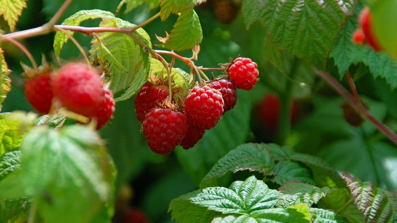 Cranberries - One of Three Native Fruits to North America