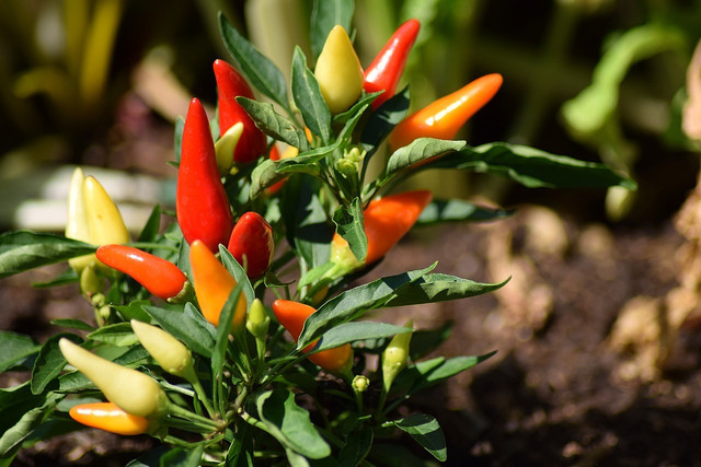 Grow your own chilli peppers and red peppers easily at home.