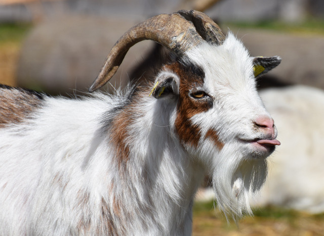 Alpines are another good-natured goat breed.