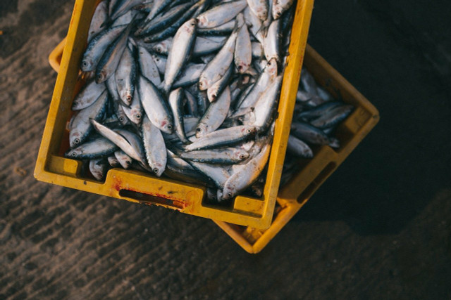 Human-environment interaction has helped identify solutions for environmental issues — for example in the fishing industry.