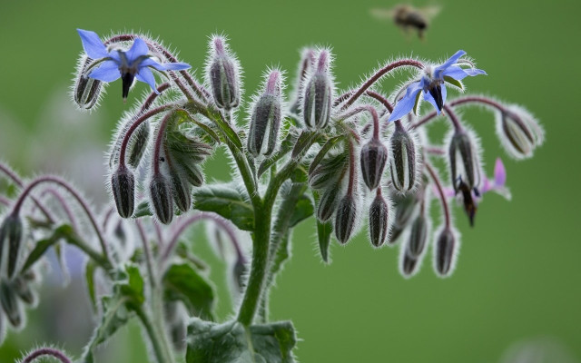 borage in your kitchen herb garden