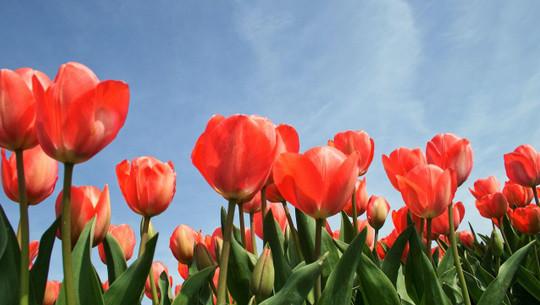 when to plant tulips