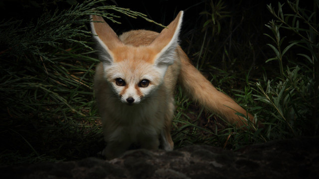 fox as a pet
