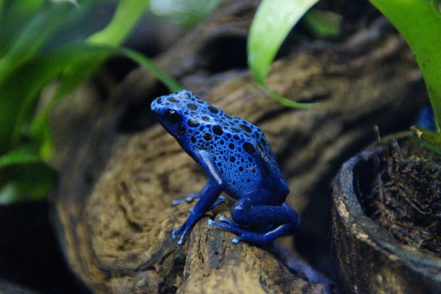 Poison dart frogs use their bright colors to warn away predators.